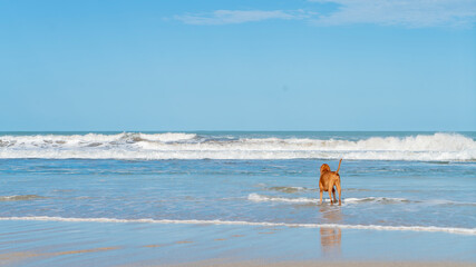 Dog on the beach
