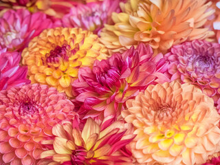 USA, Washington State, Sammamish Dahlia flower design and patterns