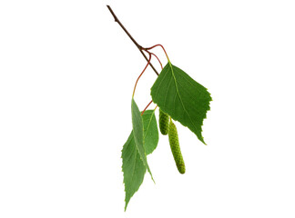 Birch (Betula Pendula) Branch with Medicinal Leaves and Catkins. Also known as Silver Birch, Warty Birch, European White or East Asian White Birch. Isolated on White.