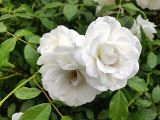 blooming white rose in a garden