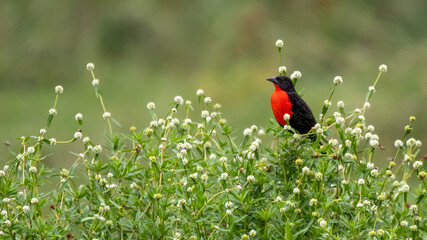 Oiseau à Quatemala