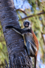Red Colobus monkey