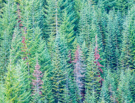 USA, Stampede Pass, Washington State, Cascade Mountains Douglas Fir Evergreens Autumn