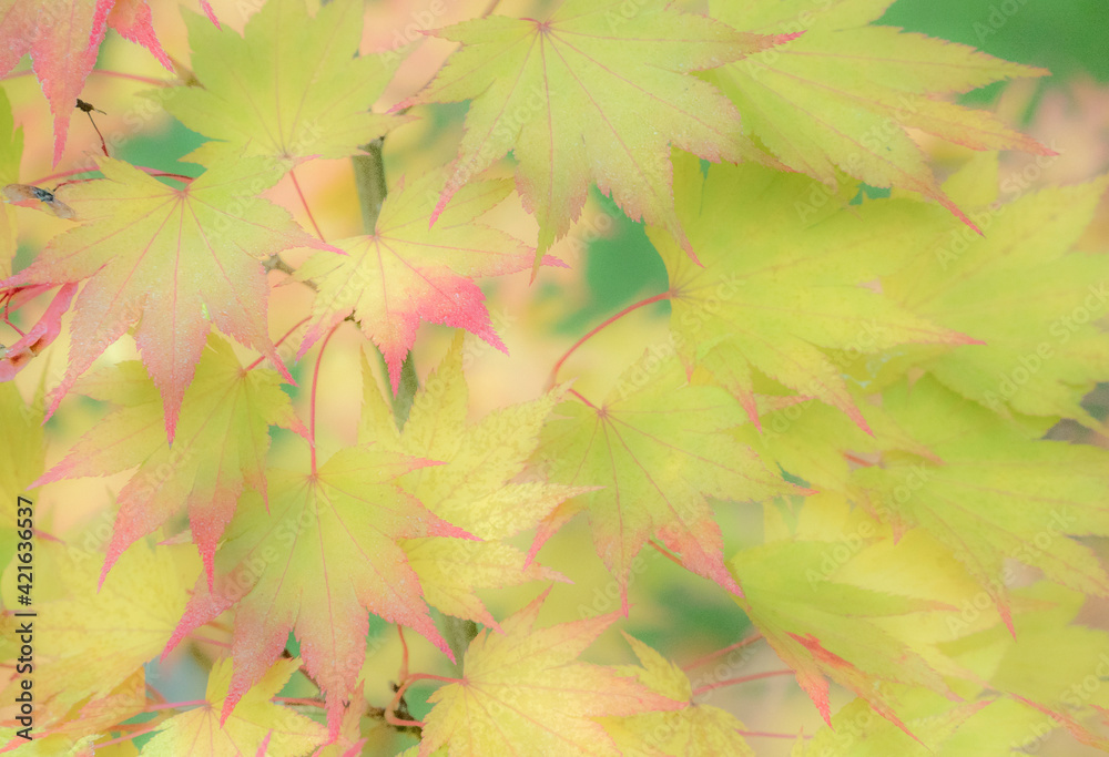 Canvas Prints USA, Washington State, Sammamish Japanese Maple leaves fall colors in gold and reds