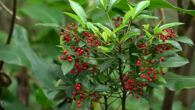 Ardisia crenata Plants at Manoa Cliff Trail，Honolulu, Oahu, Hawaii forest. Christmas berry, Australian holly, coral ardisia, coral bush, coralberry, coralberry tree, hen's-eyes, and spiceberry.