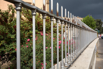 A fence with oleander bushes. Rome. The sky in the background is dark. 