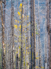 USA, Washington State, Blewett Pass in autumn and Larch trees in fire damaged area