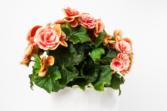 Beautiful blooming pink begonia elatior with double flowers in the pot on white background.