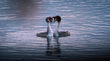 coppia di svassi maggiori (svasso maggiore) nel rituale della danza di corteggiamento al tramonto sul lago di ripasottile
