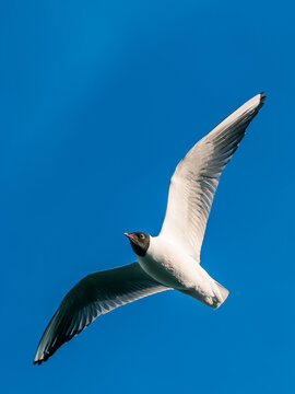 Vertical shot of a black-headed gull