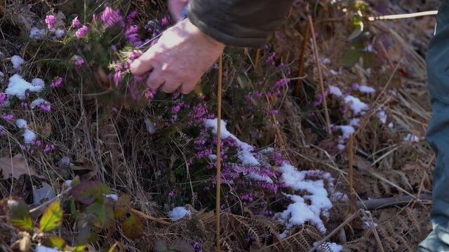 Picking Winter Heath in spring blooming in snow (Erica carnea) - (4K)