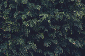 beautiful green arborvitae tree branches, modern botanical background