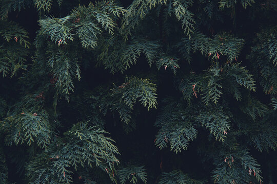 beautiful green arborvitae tree branches, modern botanical background