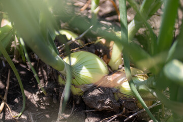 Closeup of sweet onion plant at commercial vegetable farm