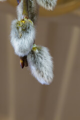 first signs of spring, a branch of a blossoming willow tree, © Ewelina