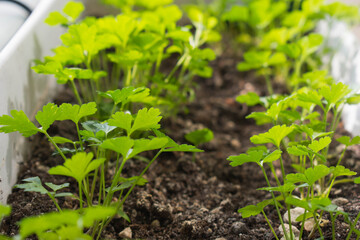 .Fresh green parsley growing in pot.Parsley close up. Natural herb