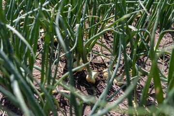 Sweet onions plants growing in rows at commercial vegetable farm