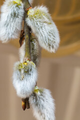 first signs of spring, a branch of a blossoming willow tree, © Ewelina
