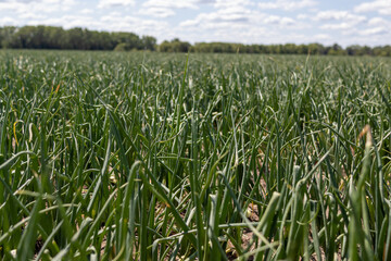 Rows of sweet onion plants growing at commercial vegetable farm