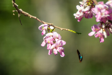 Saltarina Relámpago Azul de Bandas Blancas