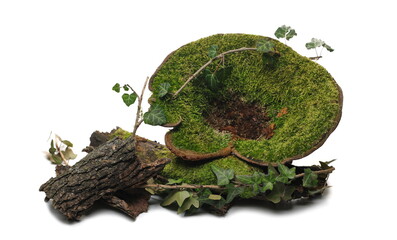 Green moss on mushroom isolated on white background