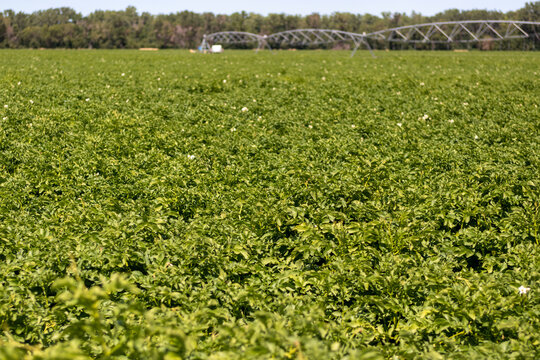 Field Of Potatoes In Red River Valley