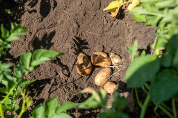 Potatoes freshly dug from soil