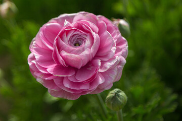 Purple ranunculus on a green background