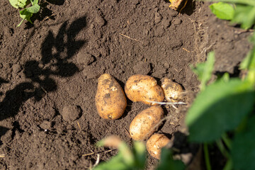 Closeup of freshly dug potatoes in soil