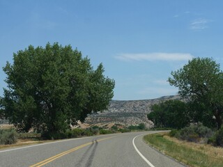 Winding paved road bordered by trees, with skid marks on the road.
