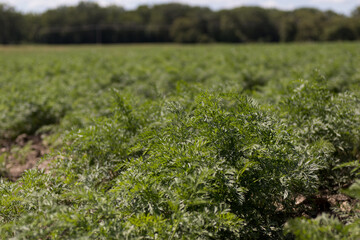 Tops of green, leafy carrot plants growing in large field