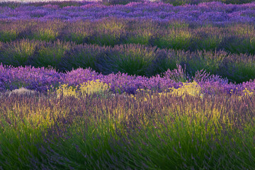 Obraz premium USA, Sequim, Washington State, field of Lavender