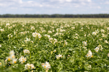 Closeup of potatoes blooming white flowers in farm field