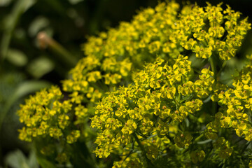 Alyssum Gold. Green and yellow flowers blooming in the garden, background