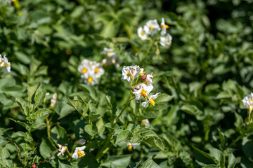 Fototapeta premium Potato bug sits on white flower of blooming potato plant