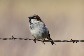 Obraz premium Sparrow perched on barb wire fence in field.