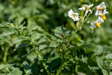 Closeup of potato bugs on leaves of blooming potato plant