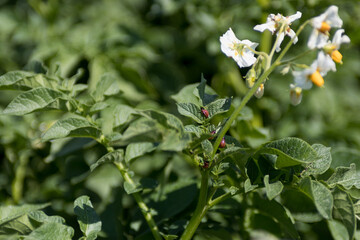 Potato bugs on green leaves of potato plant blooming in farm field