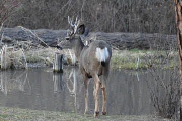 Mule deer buck in woods by a pond.