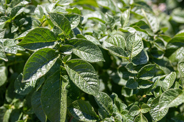 Closeup of potato crop growing in field
