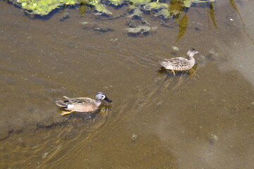 Anas discors AKA Blue Winged Teal