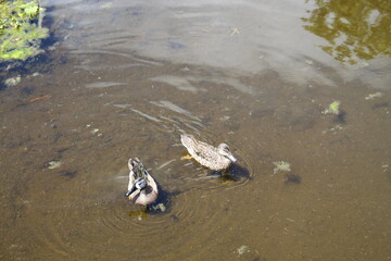 Anas discors AKA Blue Winged Teal