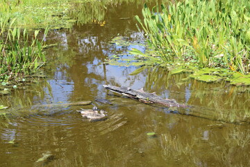 Anas discors AKA Blue Winged Teal