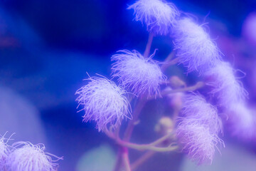 Small fluffy purple flowers on a long stem close-up. An unusual flower with blue toning. Beautiful flowers made with color filters. Floral abstract blurred backgrounds. Spring botanical garden.