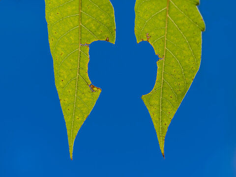 Green Leaves Against Blue Sky