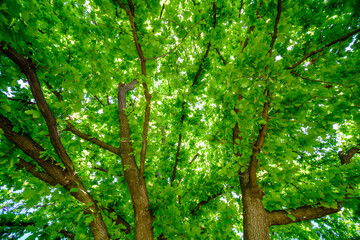 Green tree branches