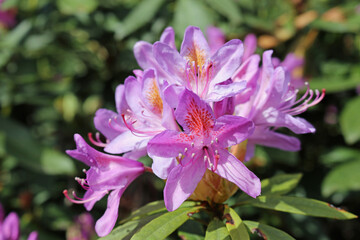 Purple Rhododendron flowers