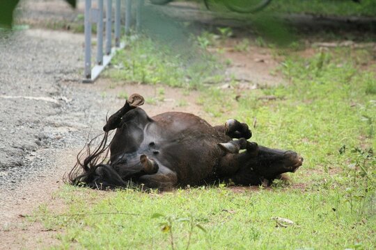 A black mule lies on the ground with feet up
