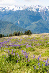 USA, Washington State, Olympic National Park. Expansive view of wildflower covered hills from Hurricane Ridge area of park