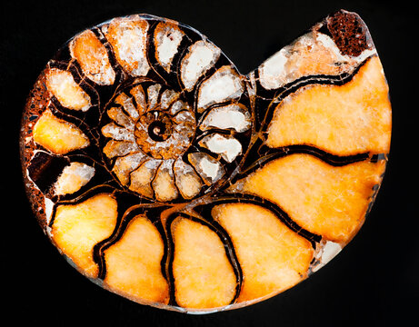 A nautilus shell